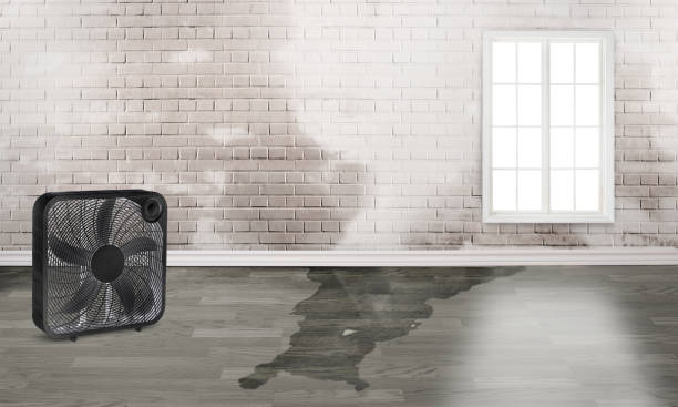 Best Water damage cleanup near me  in Pittsburg, CA